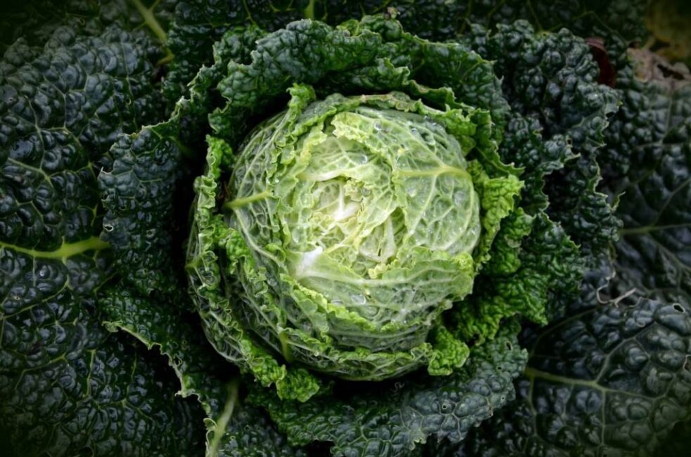 dlaczego kiszona kapusta ciemnieje